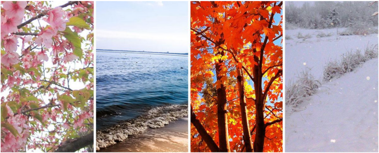 Collage of pink flowers on branches, beach, red tree leaves, and snow